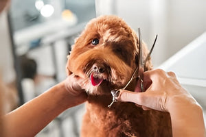 Pet Grooming For Daily Care