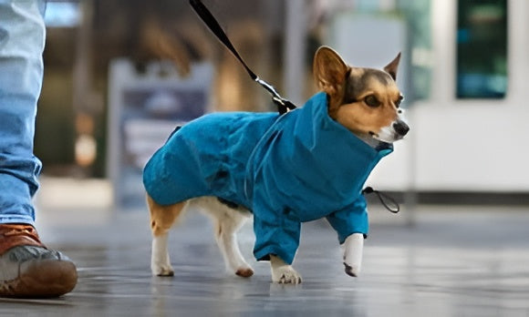 Pet Clothes For Daily Comfort